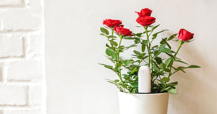 68747470733a2f2f7869616f6d692d6d692e636f6d2f75706c6f6164732f636b2f7869616f6d692d666c6f7765722d6d6f6e69746f722d3030312e6a7067