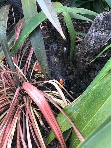 garden4